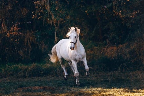 Showjumper guiding a powerful horse over a competition fence, showcasing jumping ability